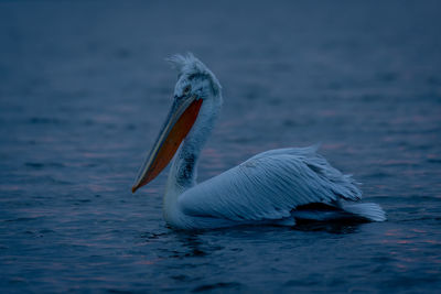 Close-up of pelican on wood