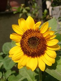 Close-up of sunflower