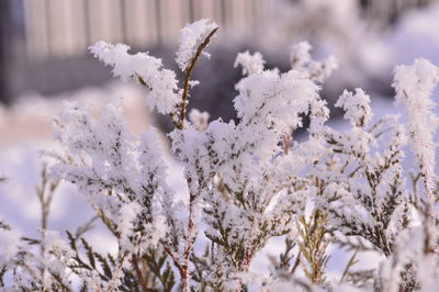 Close-up of frozen plant during winter