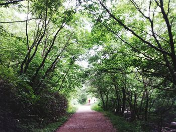 Road passing through trees