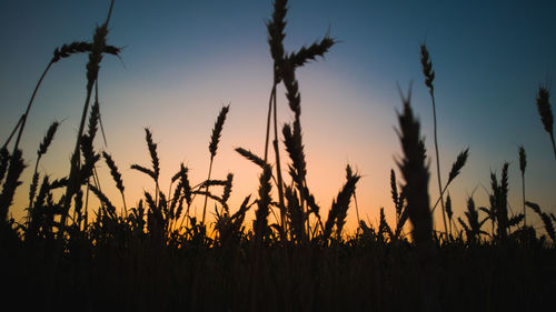 Silhouette plants growing on field against sky during sunset