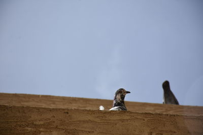 Low angle view of birds on land