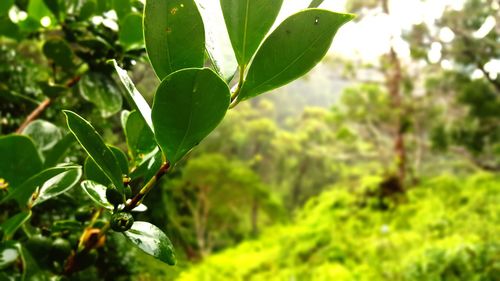 Close-up of leaves on tree