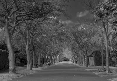 Empty road along trees