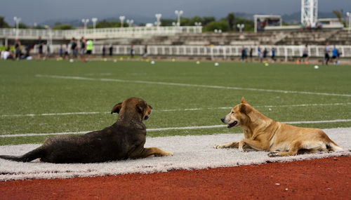 High angle view of two dogs lying on sports ground