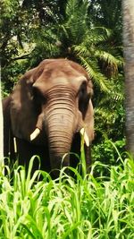 Elephant on grass against trees