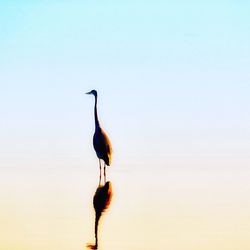 Bird perching on pole against sky during sunset