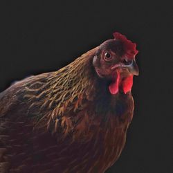 Close-up of a bird against black background