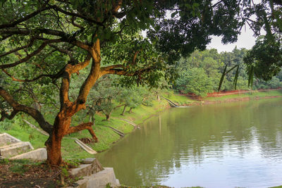 Scenic view of lake in forest