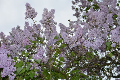 Low angle view of pink flowers blooming on tree