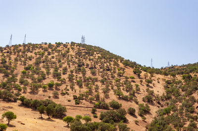 Trees on field against clear sky