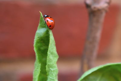 Ladybirds are spotted with short legs and antennae ladybugs have plant eating insects saving crops