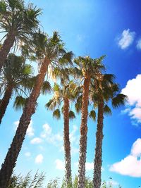 Low angle view of palm trees against blue sky