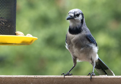 Bluejay eyes some tasty peanuts on the bird feeder