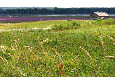 Scenic view of grassy field against sky