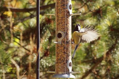 Close-up of bird perching on feeder