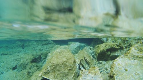 Close-up of fish swimming in sea