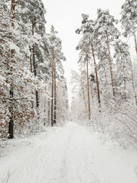 Snow covered road amidst trees during winter