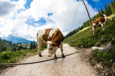 Cows on farm against sky