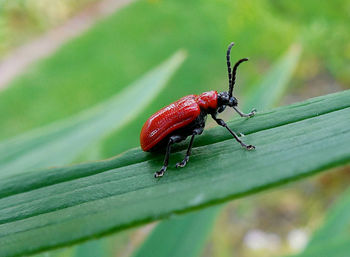 Close-up of insect on leaf