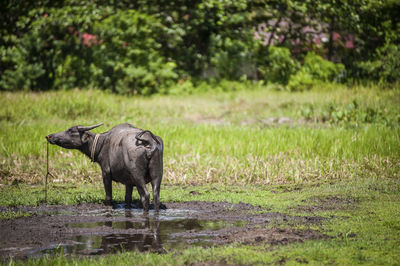 Buffalo on landscape