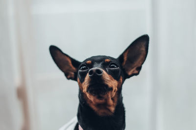 Close-up portrait of a dog