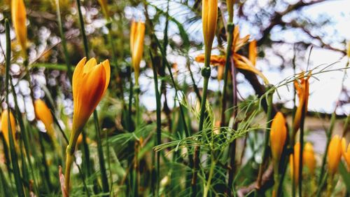 Close-up of orange crocus blooming on field