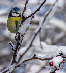 Close-up of snow on tree branch during winter
