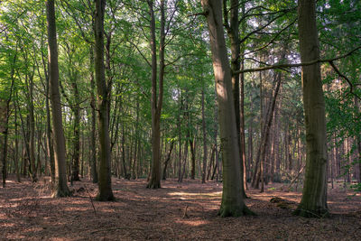 Trees growing in forest