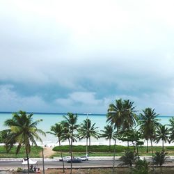 Palm trees on beach against sky