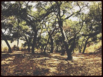 Trees in forest