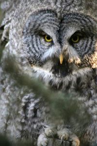 Portrait of owl