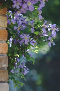 Close-up of purple flowering plant