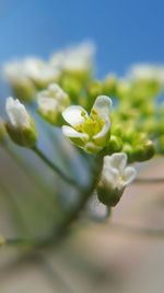 Close-up of white flowers