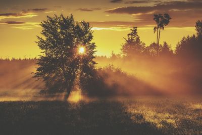 Trees on field against sky at sunset