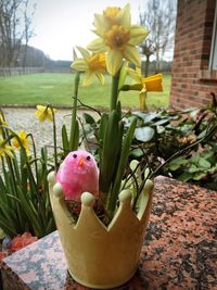 Close-up of plants against the sky