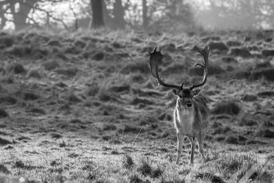 Full length of fallow deer on field at charlecote park