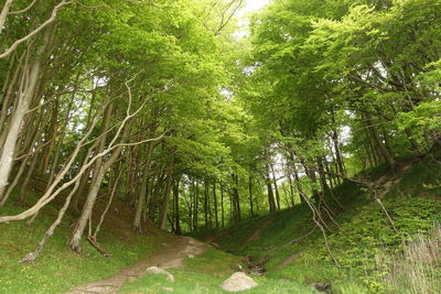 Trees growing in forest