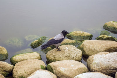 Close-up of birds perching on rock by lake