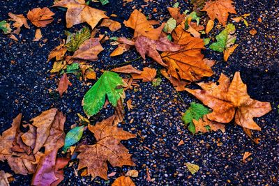 High angle view of maple leaves fallen on water