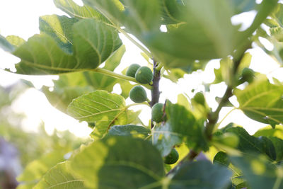 Low angle view of fruits on tree