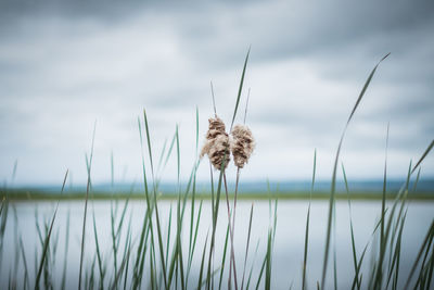 Close-up of grass by lake against sky