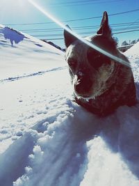 Close-up of dog in sea