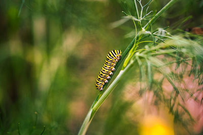 Close-up of insect on plant