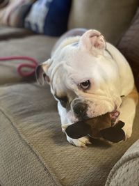 Close-up of dog resting on bed at home