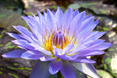 Close-up of purple flowering plant