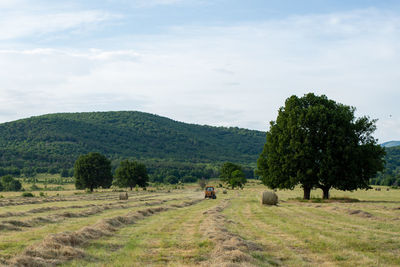  agricultural field during hay gathering