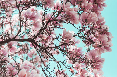 Low angle view of pink cherry blossoms in spring