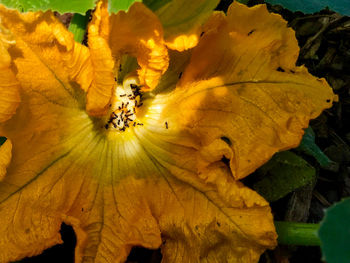 Close-up of bumblebee on yellow flower