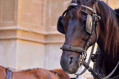 Close-up of horse